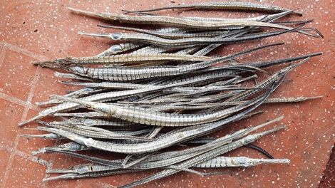 Lạ lùng chuyện thương lái thu mua cá lìm kìm gai 